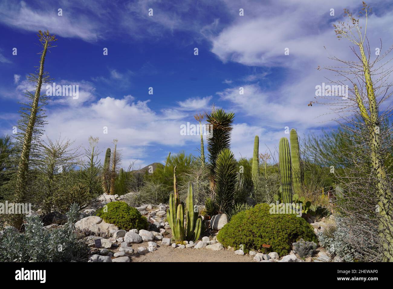 Diversi tipi di cactus nel giardino dei cactus a Tucson, Arizona Foto Stock
