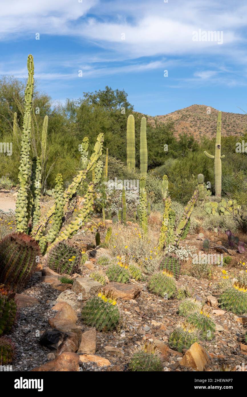 Diversi tipi di cactus nel giardino dei cactus a Tucson, Arizona Foto Stock