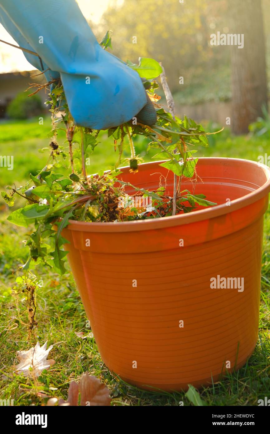 Pulendo il giardino nel Spring.Hands nei guanti piega le ultime erbacce in un secchio. Rimozione delle erbacce nel Garden. Dedelion rimozione. Foto Stock