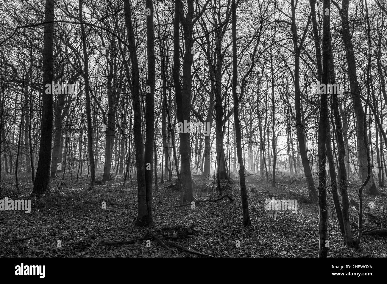 panoramica foresta di querce al sole in inverno Foto Stock