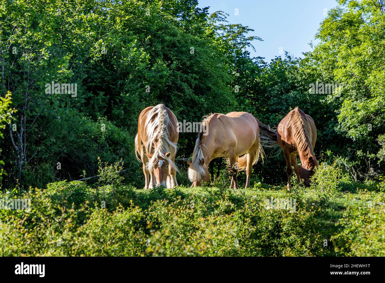 Cavalli da pascolo nella regione francese del Giura, Francia Foto Stock