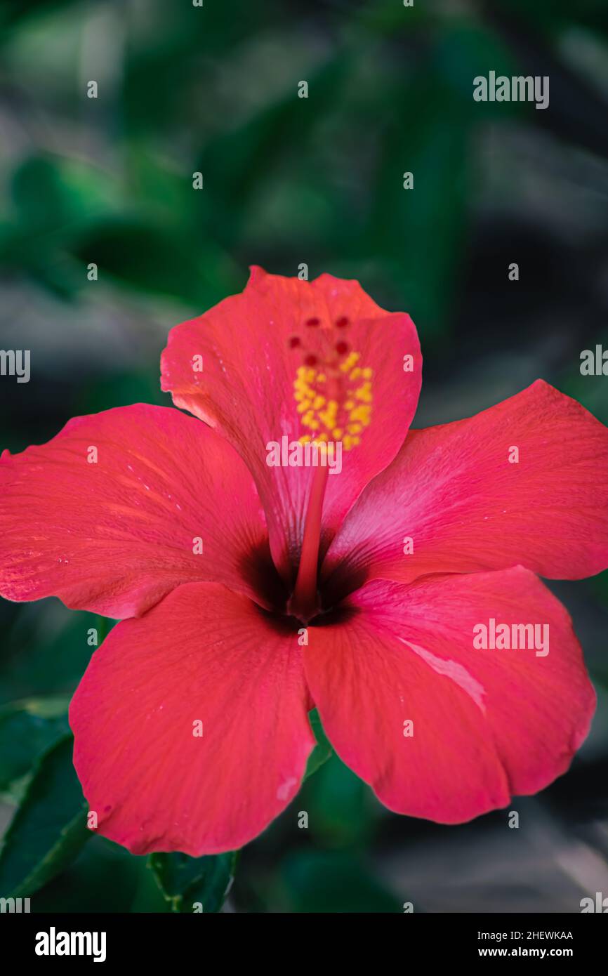 Vista ravvicinata di petali rossi di bel fiore tropicale di ibisco con polline giallo e palpazione di verde scuro sfocato e morbido fuoco naturale backgroun Foto Stock