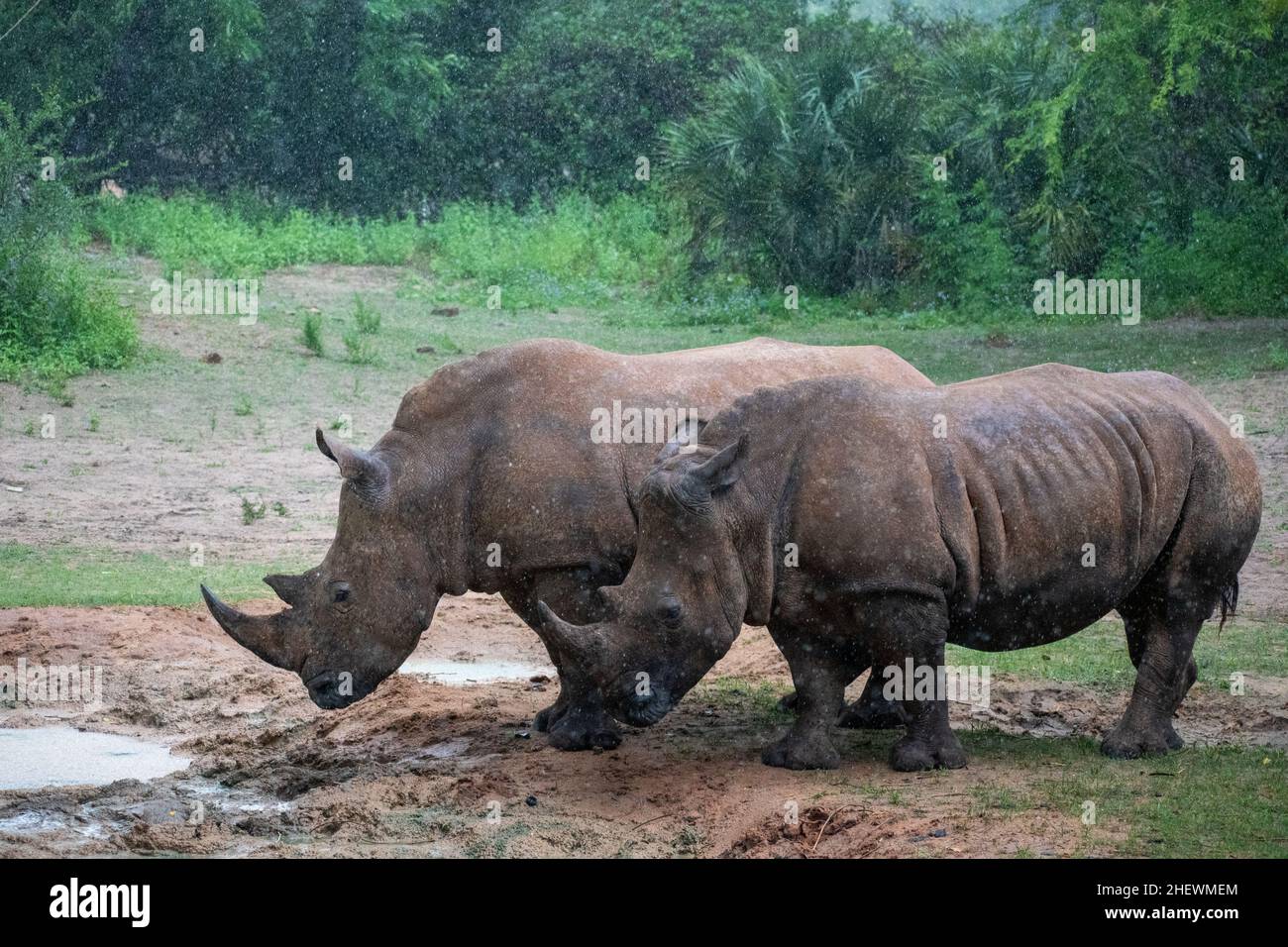 Due rinoceronti acqua potabile sotto la pioggia. Foto Stock