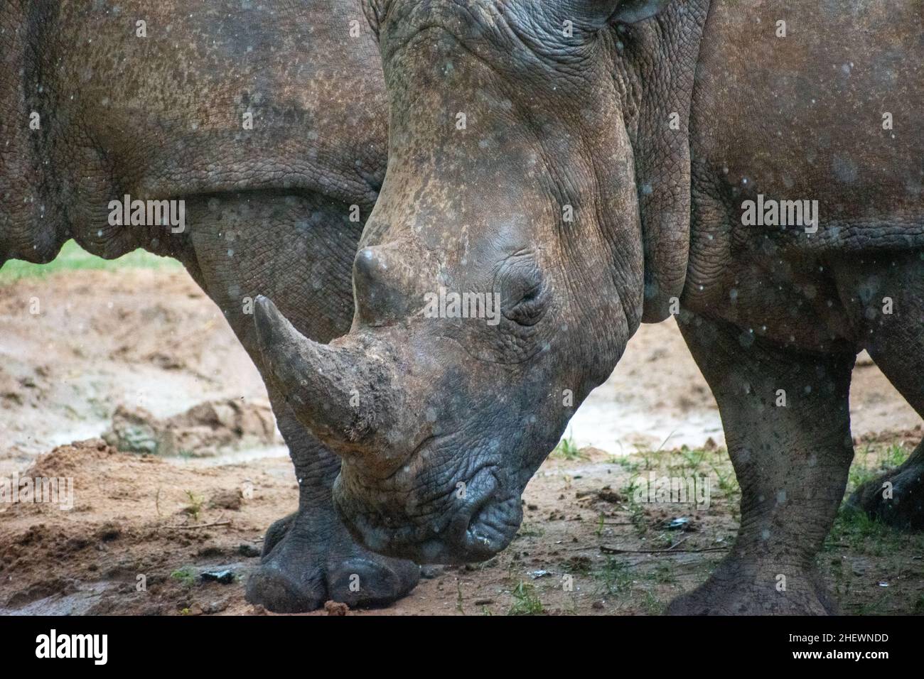 Due rinoceronti acqua potabile sotto la pioggia. Foto Stock