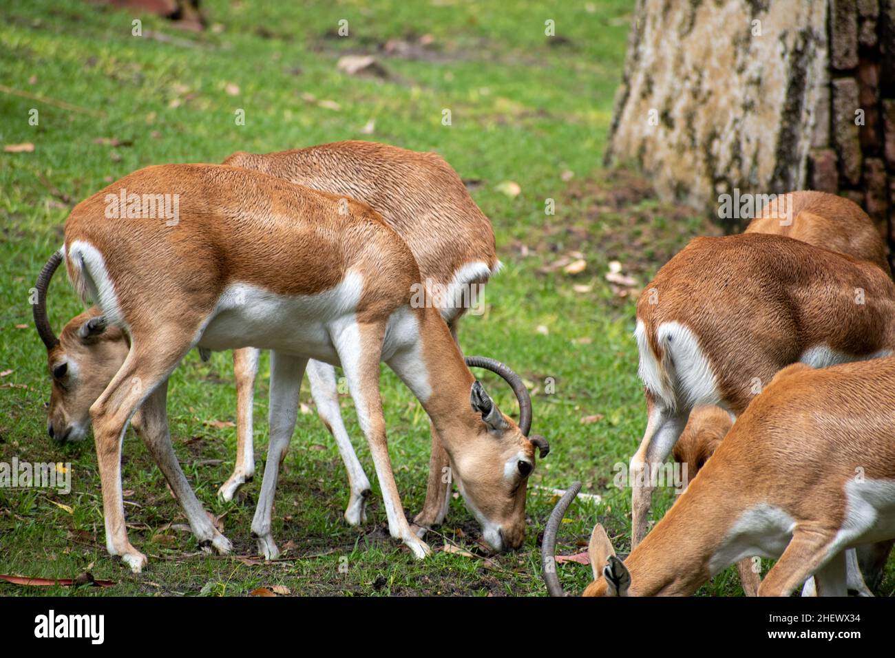 Antelope nel parco pascolo su erba. Foto Stock