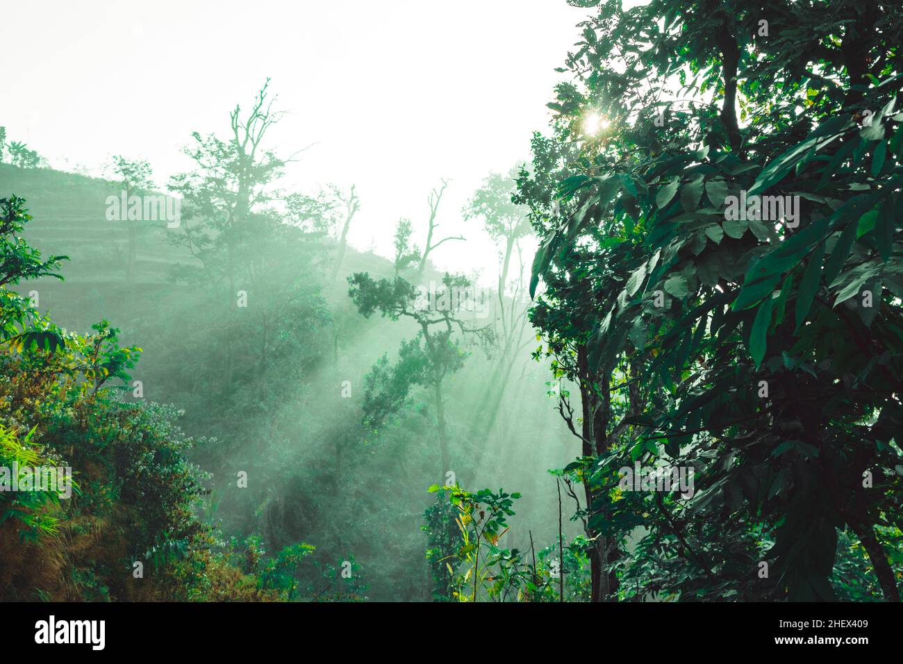 La foresta pluviale e il sole al mattino Foto Stock