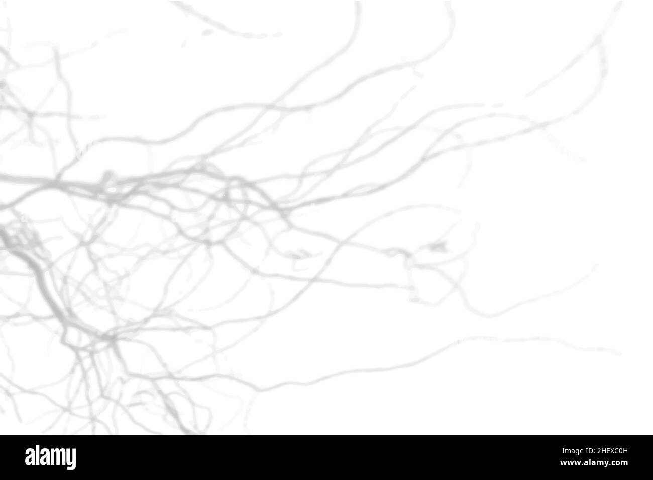 Sfondo estivo dell'ombra dei fiori selvatici su una parete bianca. Sfondo bianco e nero per sovrapposizione sul mockup Illustrazione Vettoriale