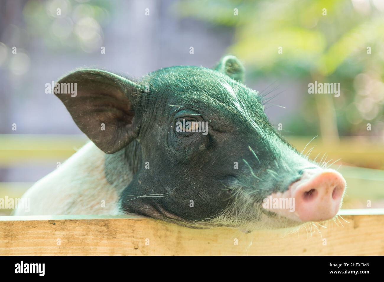 Simpatico maialino appeso su una recinzione in attesa di cibo Foto Stock
