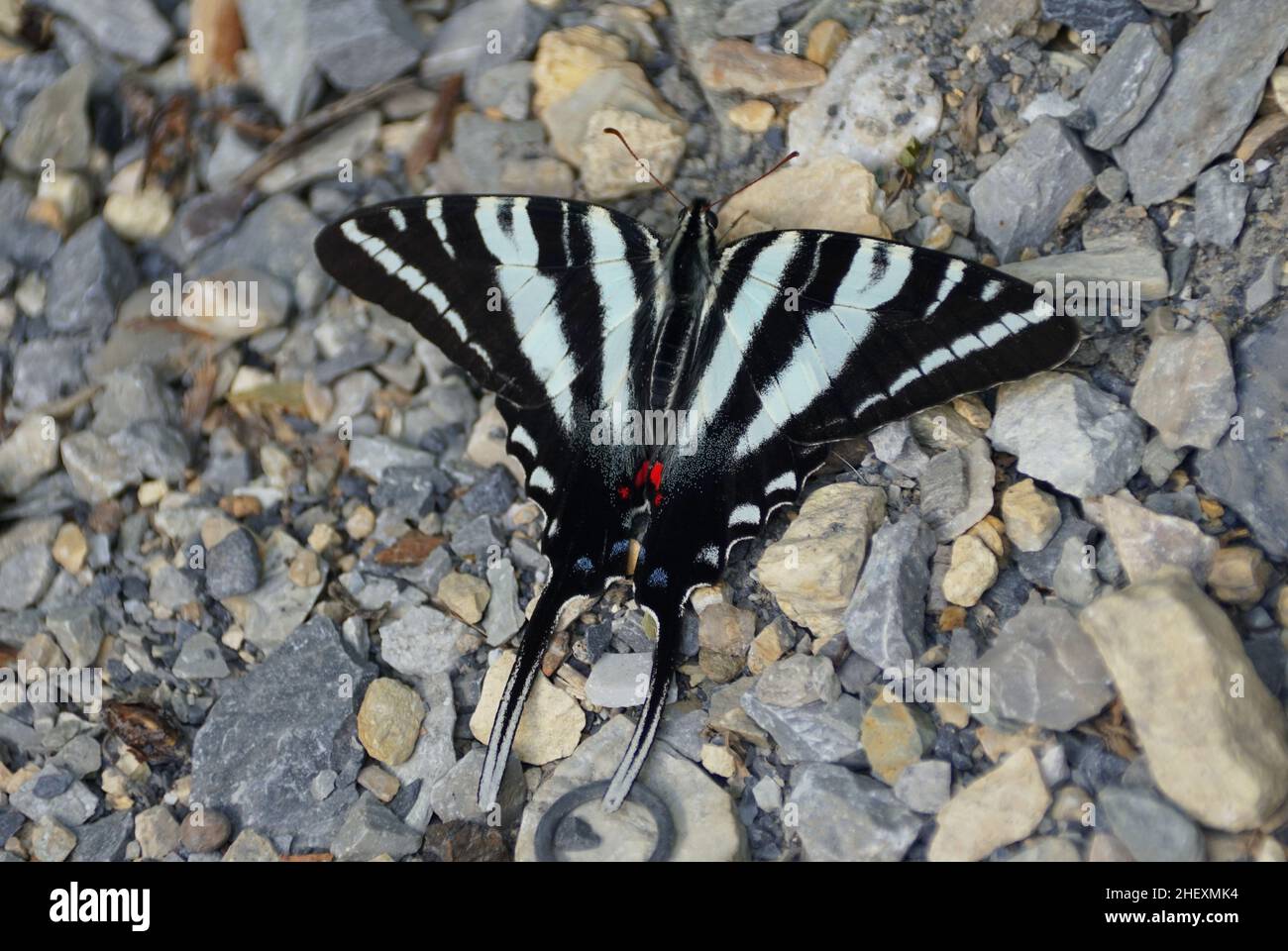 Una bella farfalla nera e verde lime a terra Foto Stock
