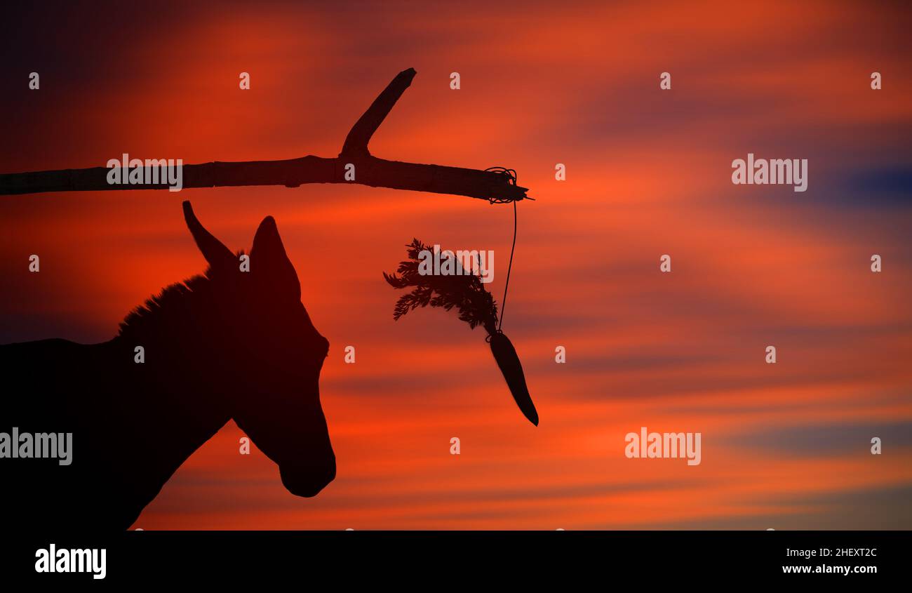 Teoria del bastone della carota concetto con silhouette dell'asino. Tramonto. Il segno di carota di una ricompensa per il movimento e il bastone una punizione se l'animale si ferma Foto Stock