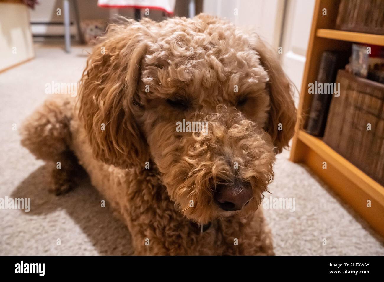 L'australiano Labradoodle è un mix tra Labrador Retriever, Poodle e Cocker Spaniel. Foto Stock