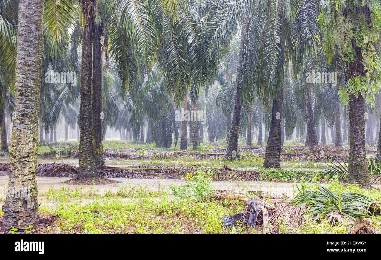 Piantagione di alberi di palma durante la pioggia pesante in Sabah, Borneo, Malesia. Gran parte della foresta pluviale è stata sostituita da piantagioni di olio di palma e l'habitat naturale o Foto Stock