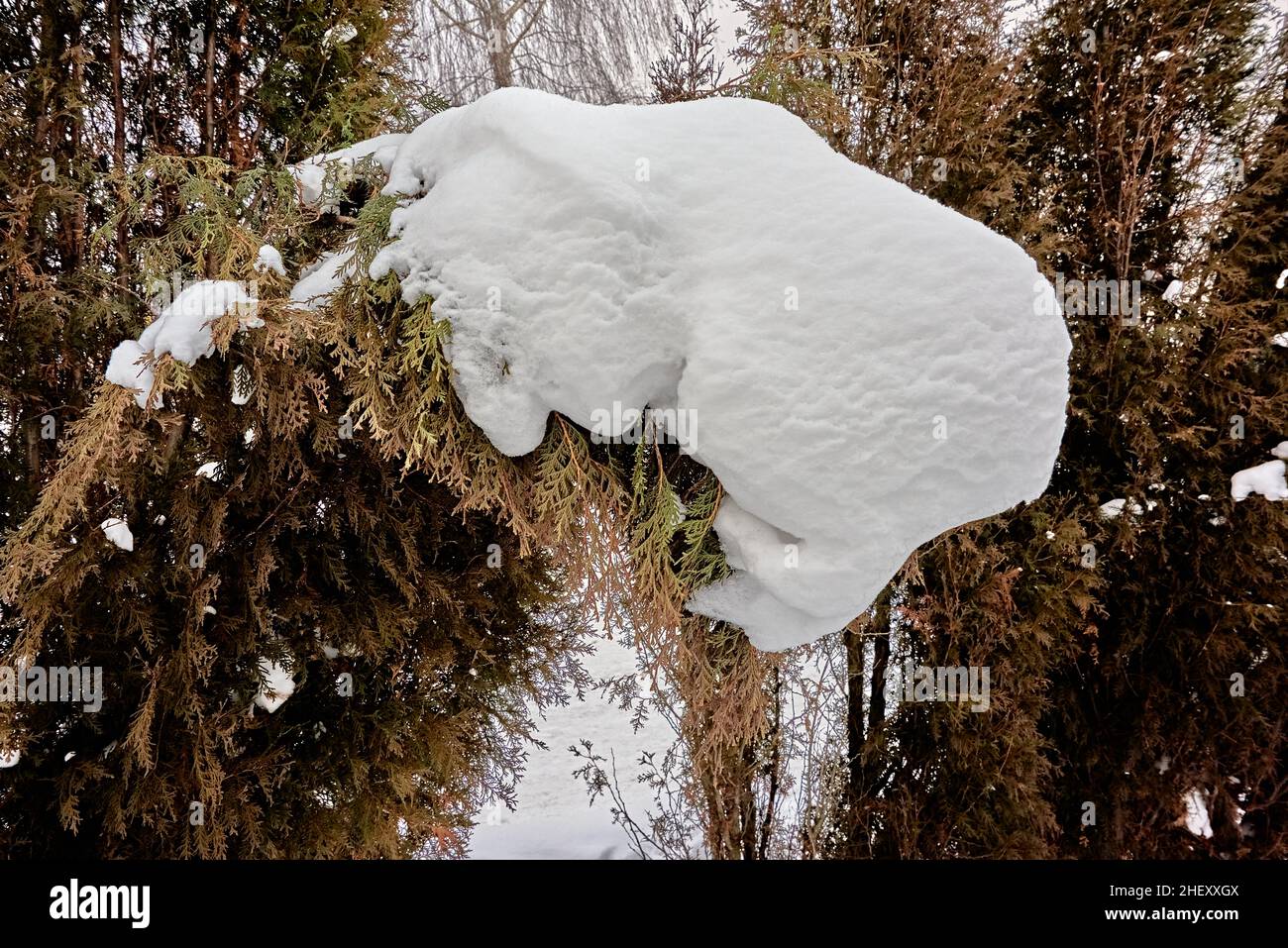 La palla di neve, dopo i cambiamenti di vento e temperatura, ha acquisito una forma scultorea. I contorni di un essere vivente, un busto, sono visibili. Russia, natura Foto Stock