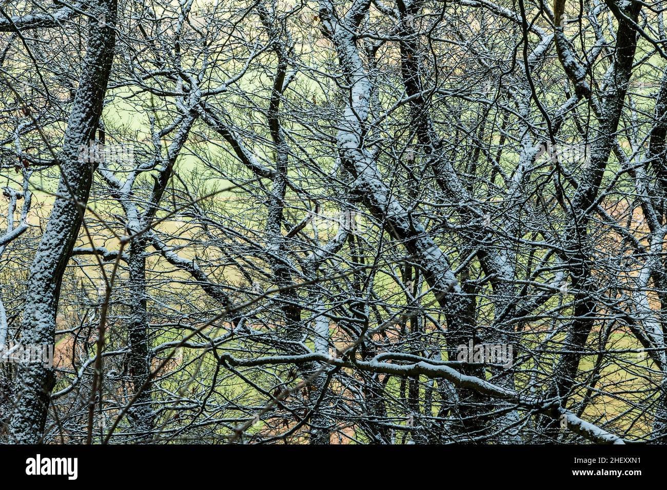 Antenna della foresta con gli abeti in snow Foto Stock