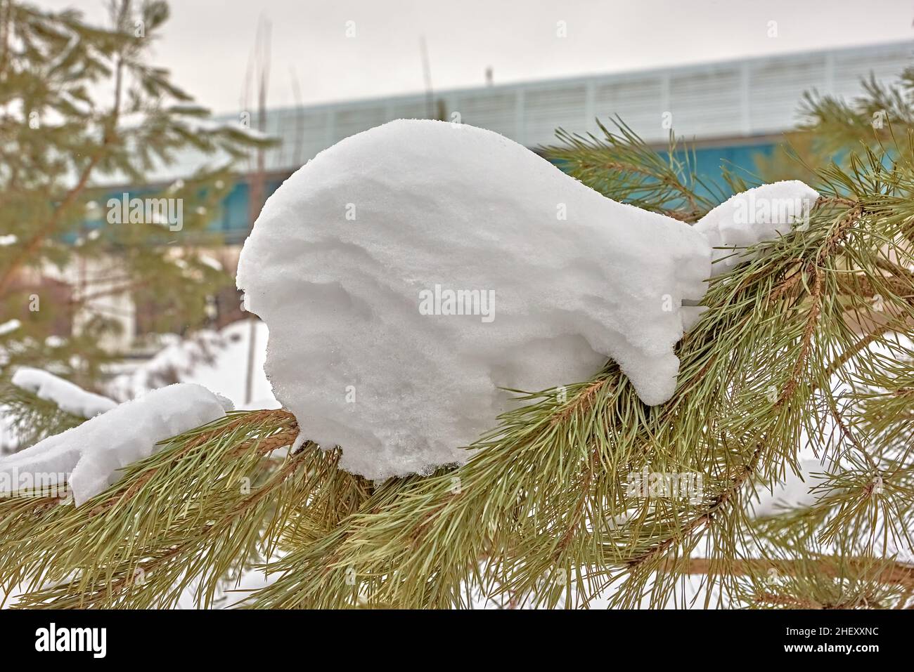 La palla di neve, dopo i cambiamenti di vento e temperatura, ha acquisito una forma scultorea. I contorni di un essere vivente, un busto, sono visibili. Russia, natura Foto Stock