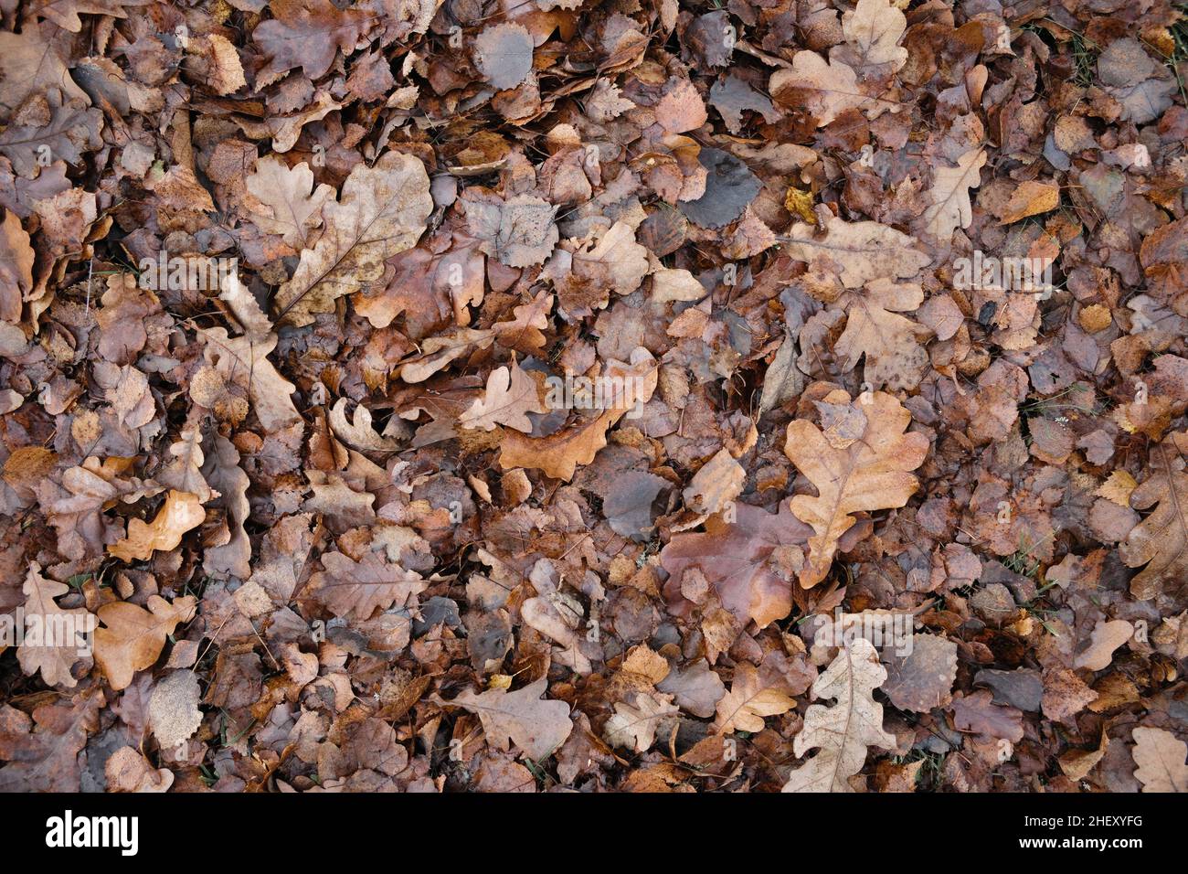 Marrone scuro autunno caduto foglie come sfondo. Fine autunno stagione foglie texture. Modello naturale di fogliame. Foto Stock