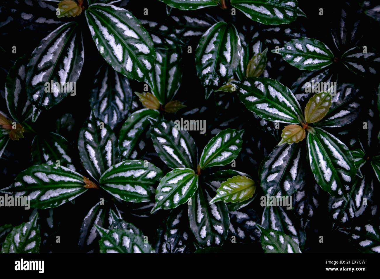 Bella natura modello dal verde tropicale diavolo foglie di edera texture con unici listini bianchi sulla scena cinematografica per sfondo estetico ed esotico Foto Stock