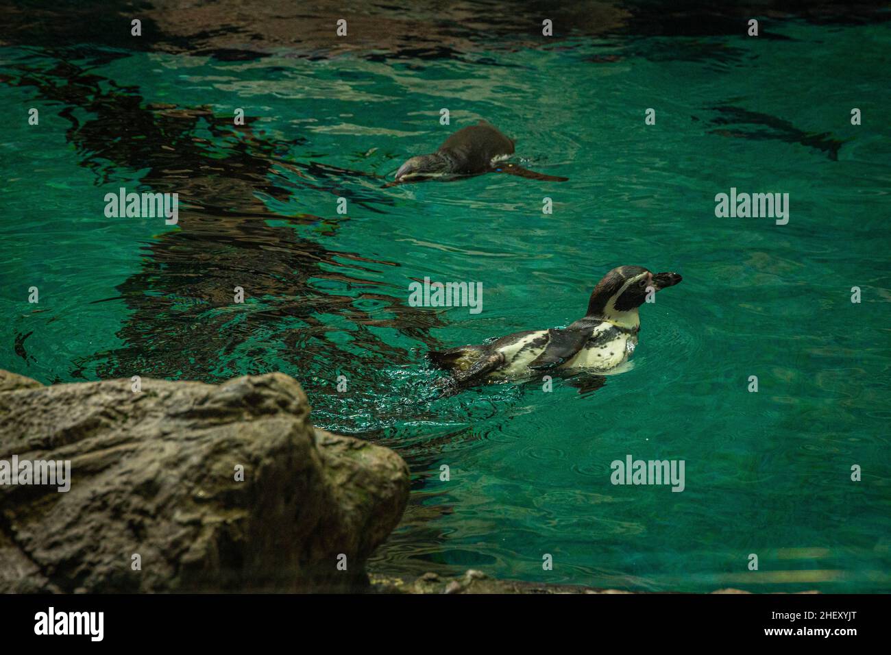 Un piccolo pinguino si tuffa e nuota in acqua a loro Parque, Tenerife Foto Stock