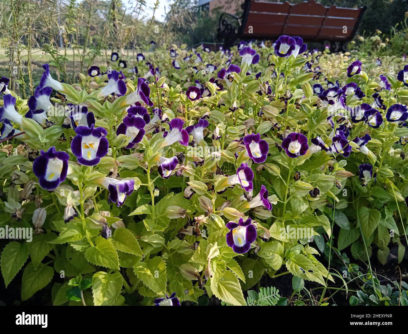 Fotografia di fiori colorati nel cortile anteriore , paesaggio , botanica , vegetazione , naturale Foto Stock