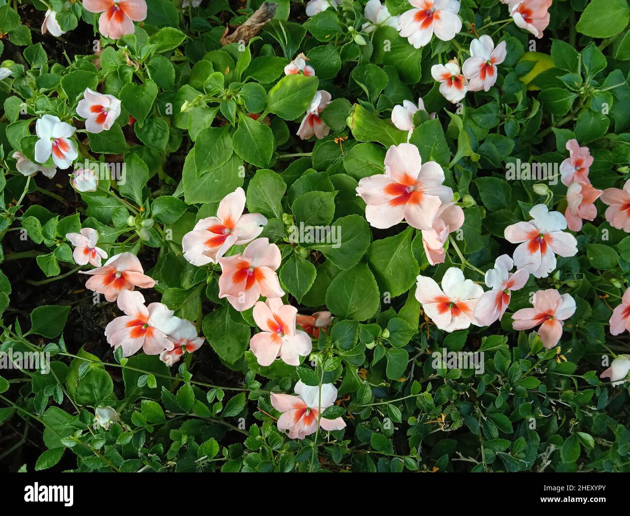 Fotografia di fiori colorati nel cortile anteriore , paesaggio , botanica , vegetazione , naturale Foto Stock