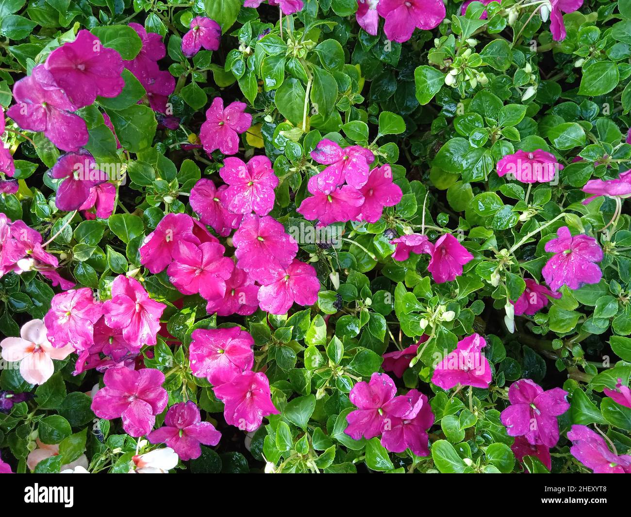 Fotografia di fiori colorati nel cortile anteriore , paesaggio , botanica , vegetazione , naturale Foto Stock