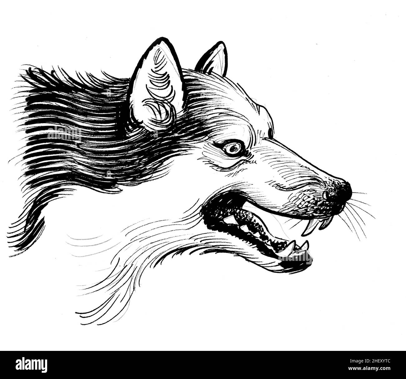 Testa di lupo arrabbiata. Disegno in bianco e nero con inchiostro Foto Stock