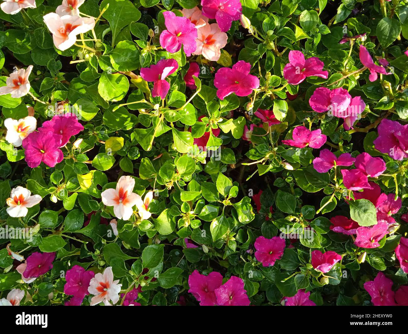 Fotografia di fiori colorati nel cortile anteriore , paesaggio , botanica , vegetazione , naturale Foto Stock