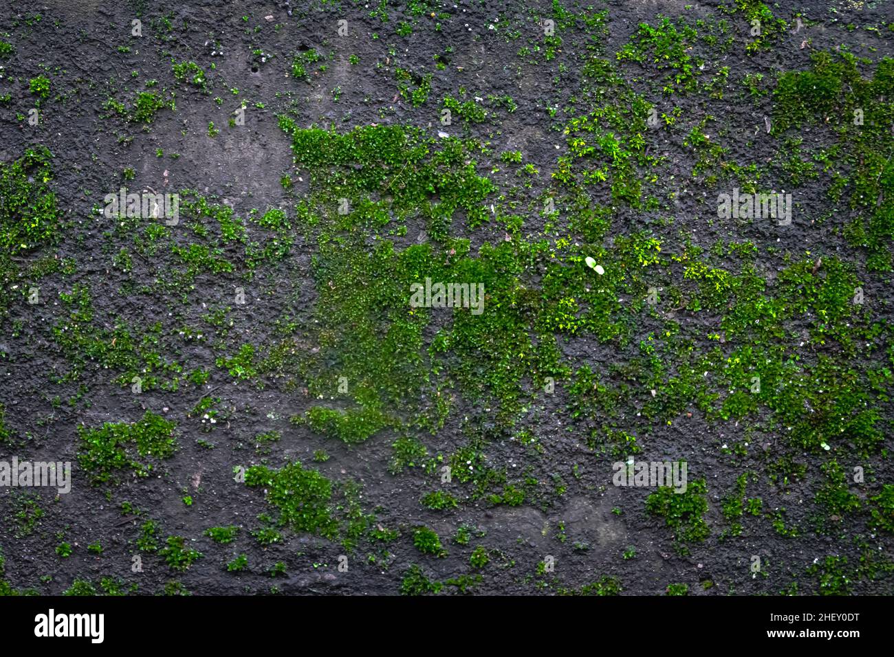 texture di muschio verde bastone sulla pietra scura per sfondo natura o carta da parati Foto Stock