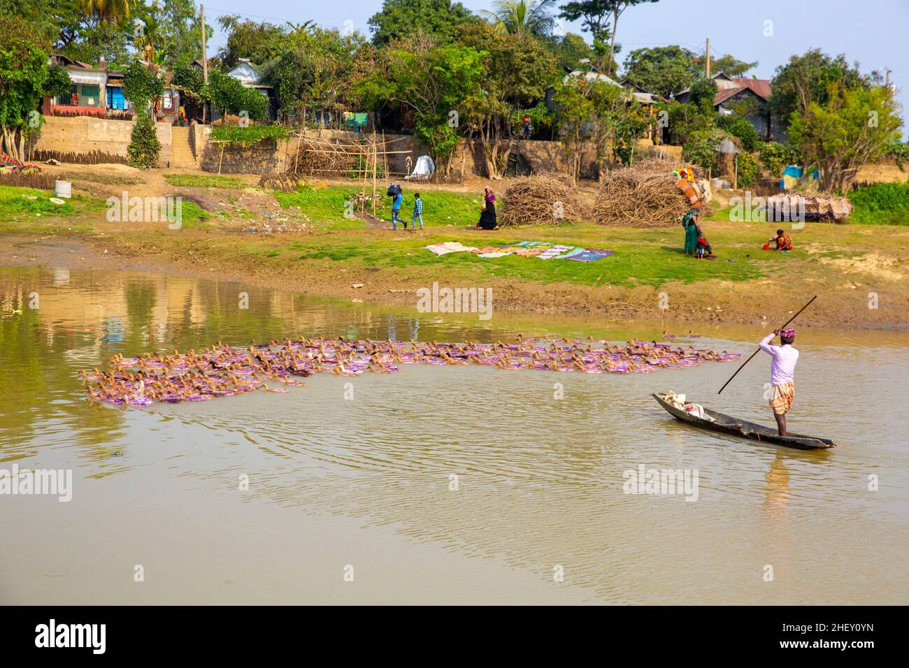 Coltivatore di anatre che allatta un gregge enorme di anatre domestiche lungo un canale di fiume a sylhet, bangladesh. Foto Stock
