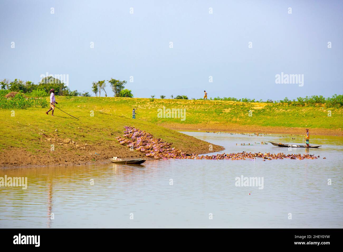 coltivatore di anatre che allatta un gregge enorme di anatre domestiche lungo un canale di fiume a sylhet, bangladesh. Foto Stock