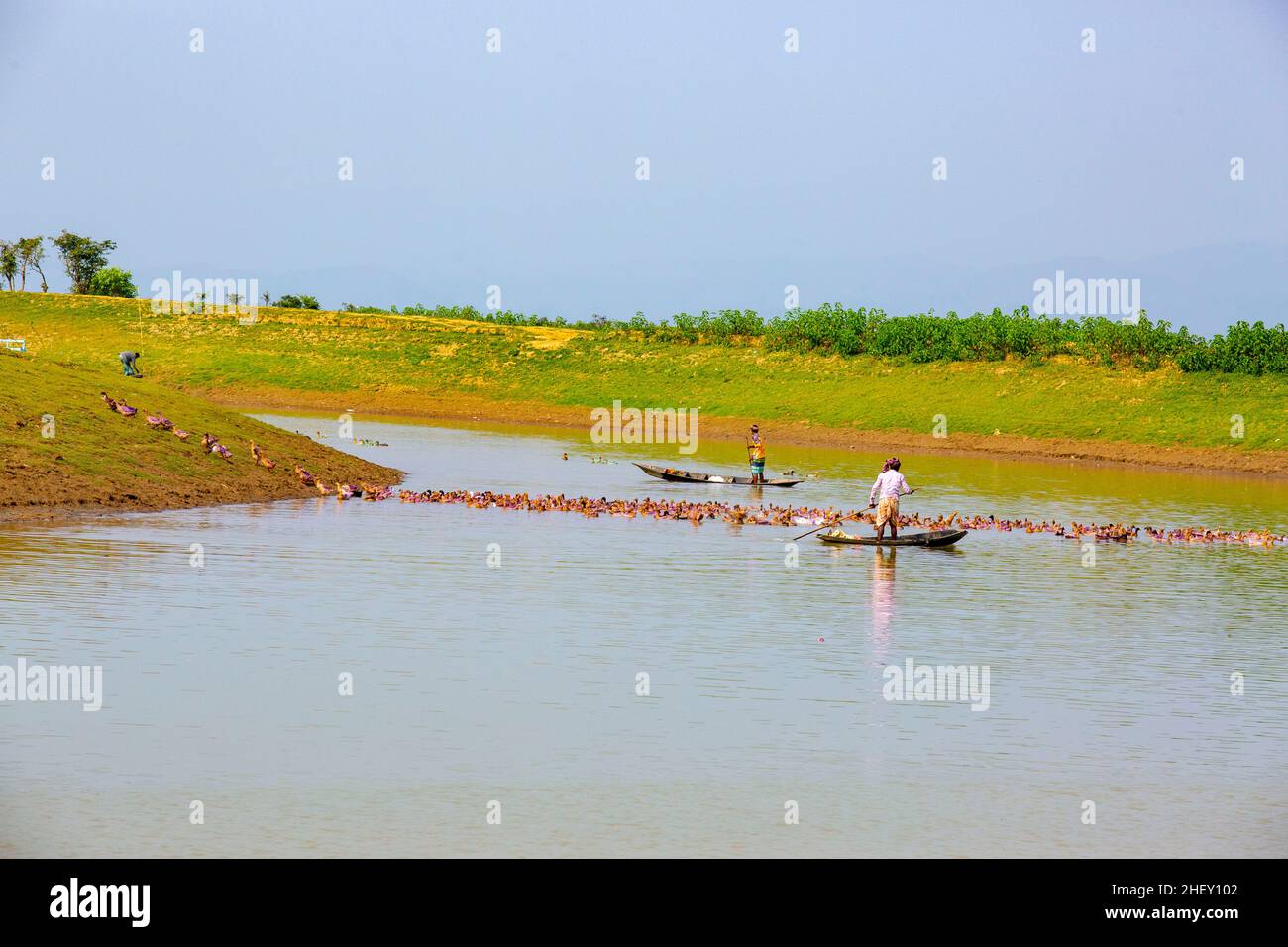 coltivatore di anatre che allatta un gregge enorme di anatre domestiche lungo un canale di fiume a sylhet, bangladesh. Foto Stock