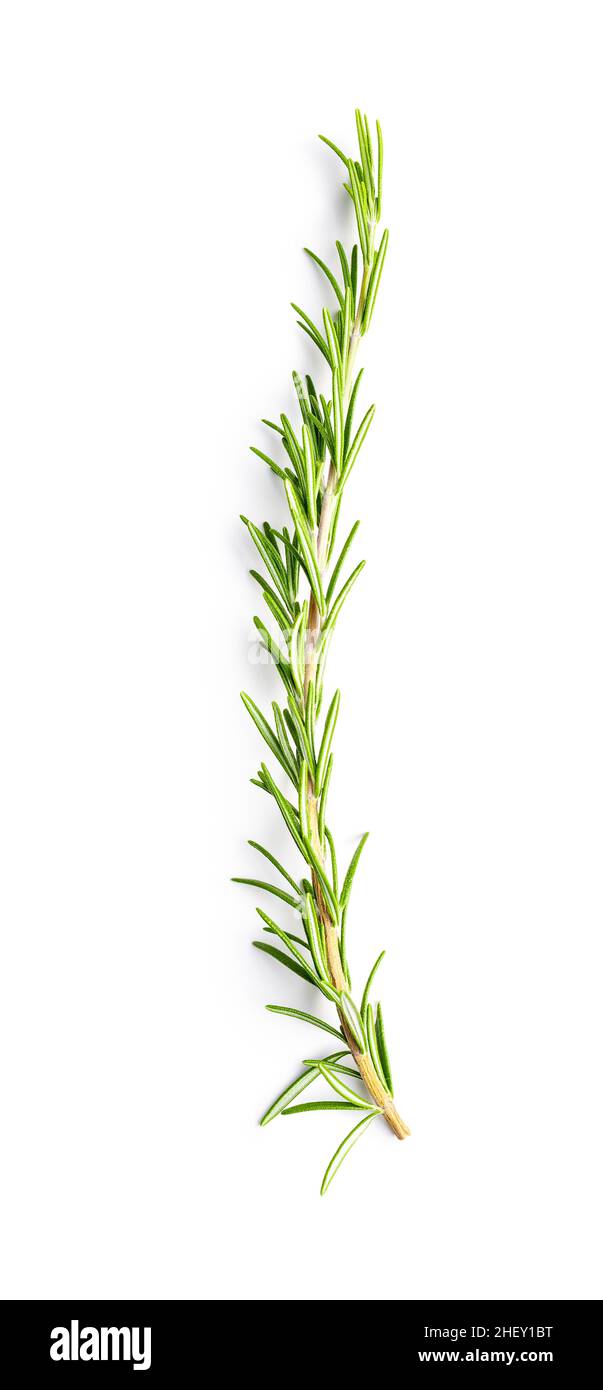 Rametto rosmarino verde isolato su sfondo bianco. Foto Stock