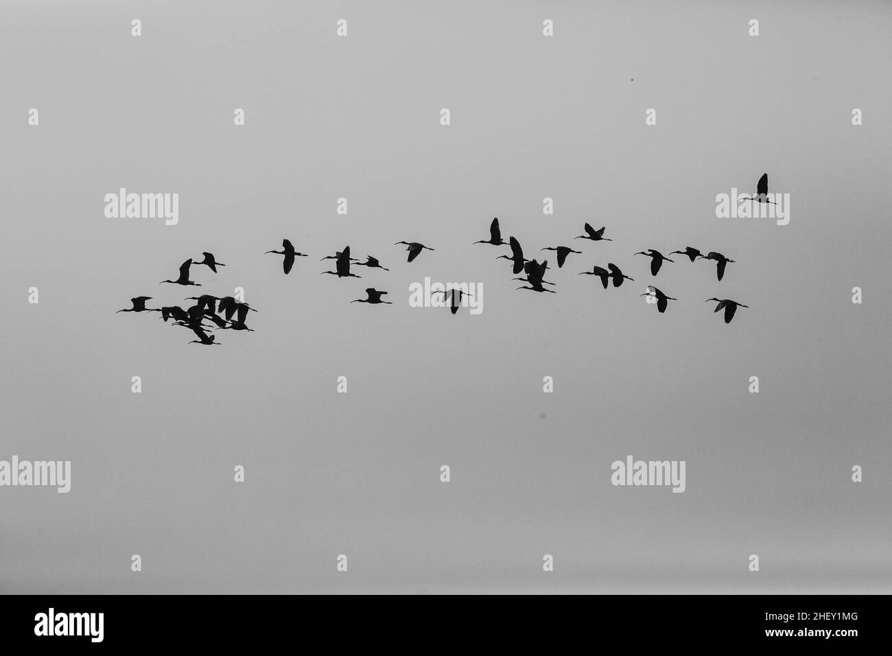 Flock of Glossy Ibis (Plegadis falcinellus) che vola nel cielo di Tanguar Haor, Bangladesh Foto Stock