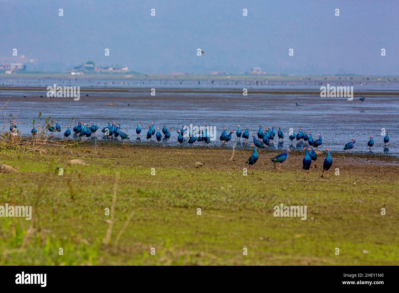 Porpora moorhen, localmente chiamato Kaim a Tanguar Haor anche chiamato Tangua Haor. Si tratta di un ecosistema di zone umide unico. Ogni inverno la torva è casa di circa Foto Stock