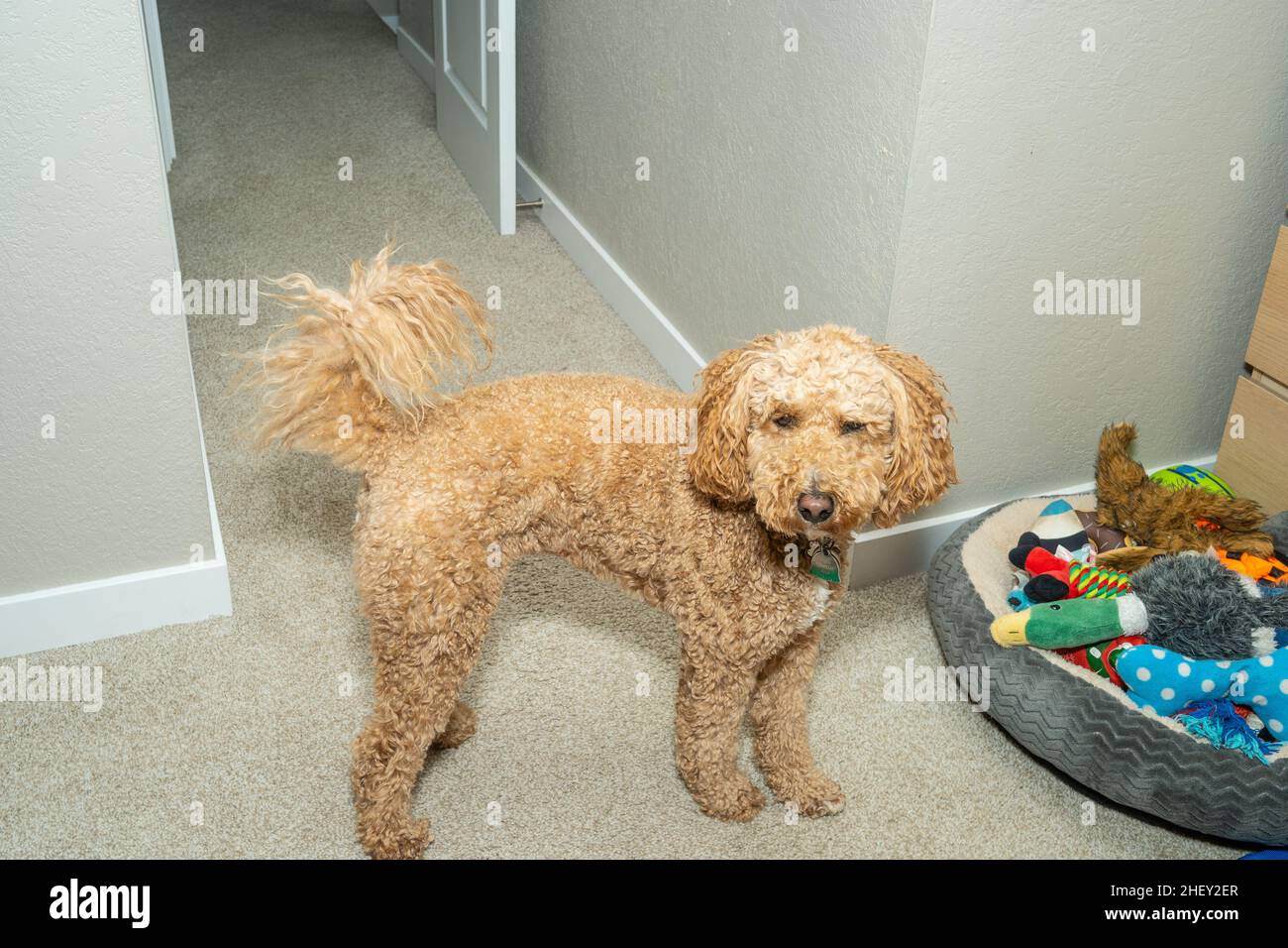 L'australiano Labradoodle è un mix tra Labrador Retriever, Poodle e Cocker Spaniel. Foto Stock