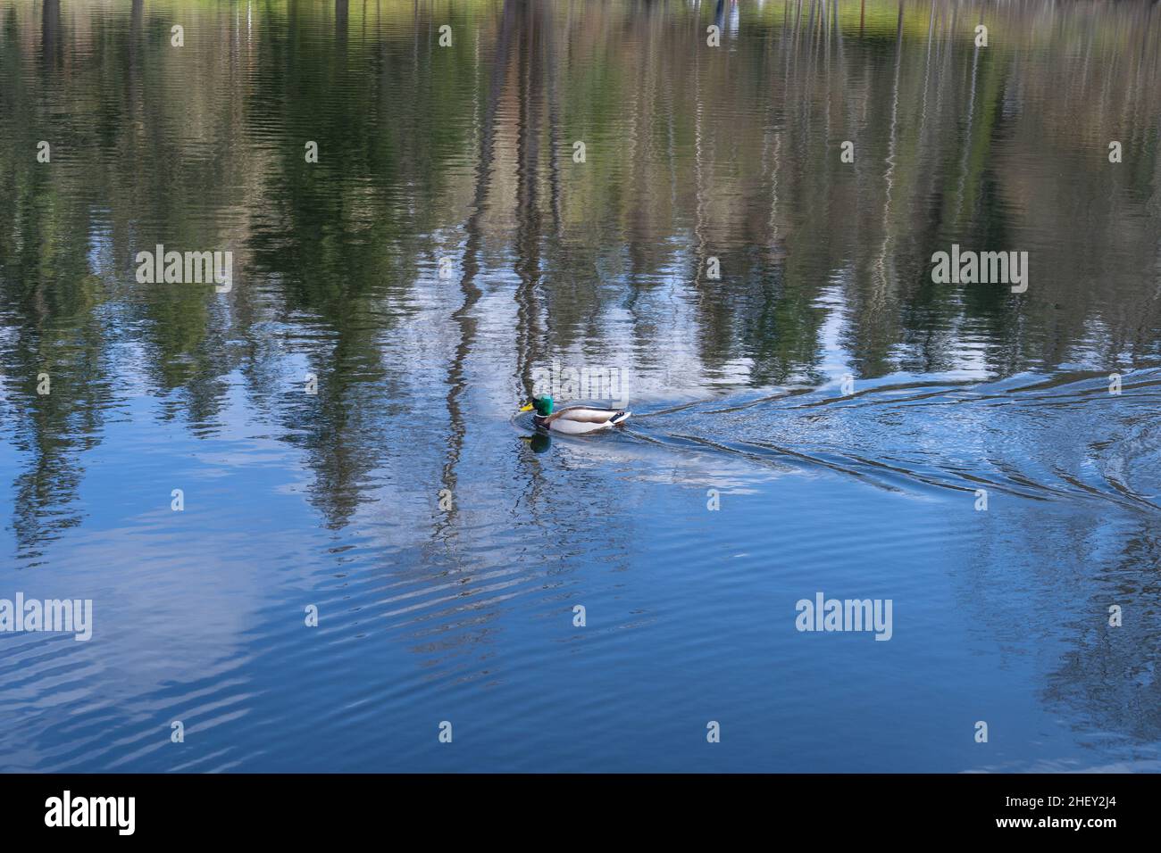 Mallard (Anas platyrhynchos) è un'anatra dabbling che si nutre in tutte le Americhe temperate e subtropicali, Eurasia e Nord Africa Foto Stock