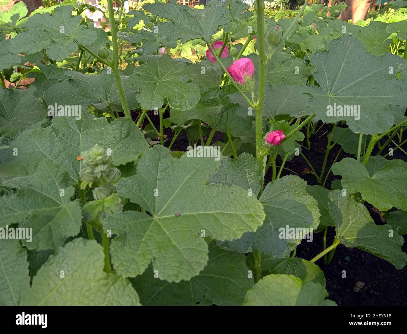 Fotografia di fiori colorati nel cortile anteriore , paesaggio , botanica , vegetazione , naturale Foto Stock