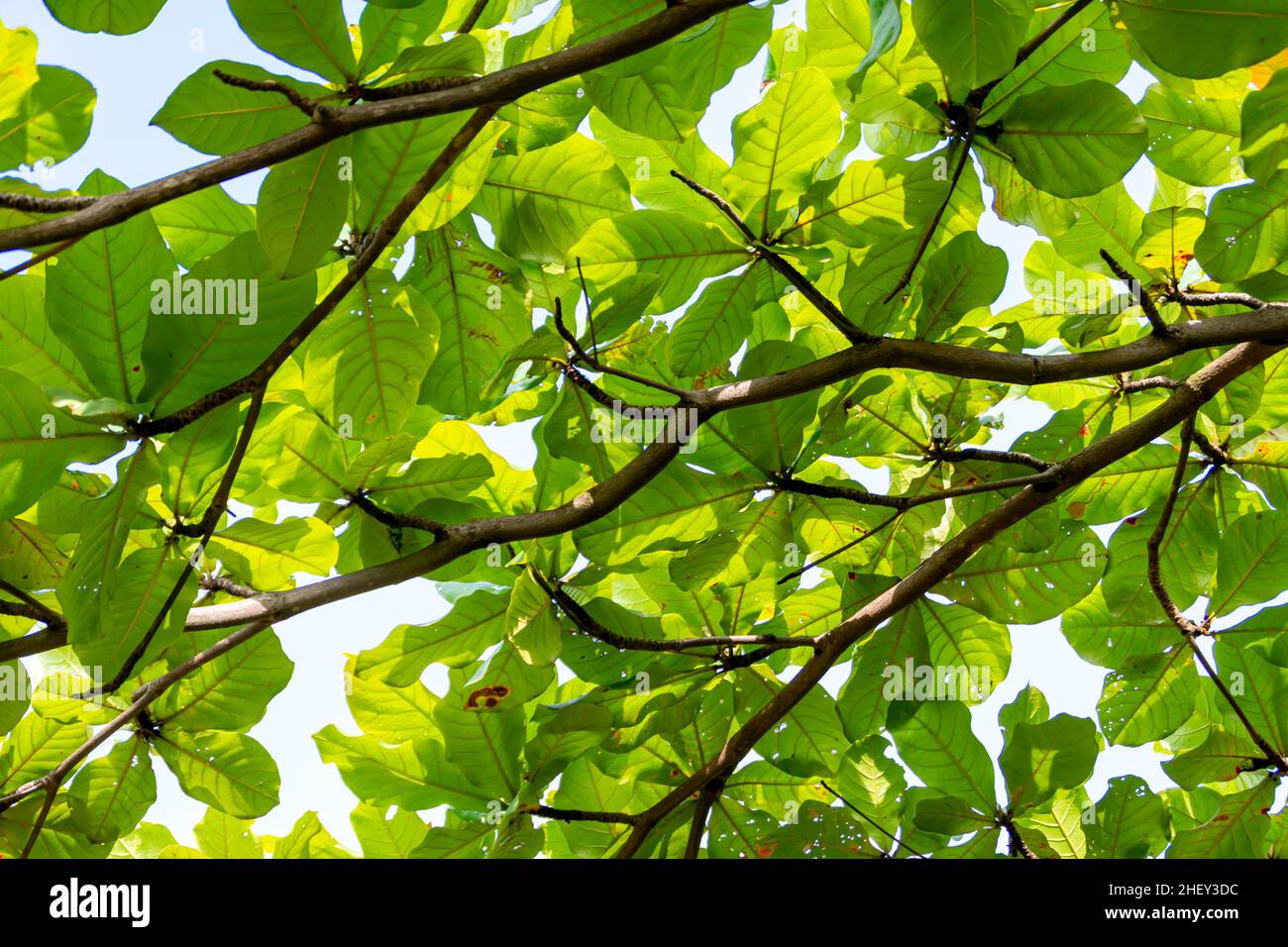 Foglie verdi e rigogliose di teak che coprono la luce del sole Foto Stock