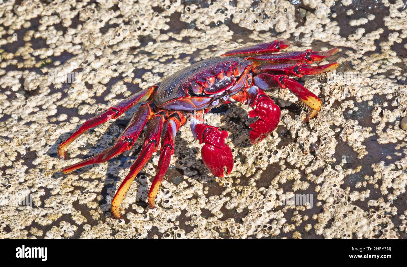 Granchio Rosso Isolato Su Fondo Bianco Fotografia Stock - Immagine Di Animale, Va: 51321958