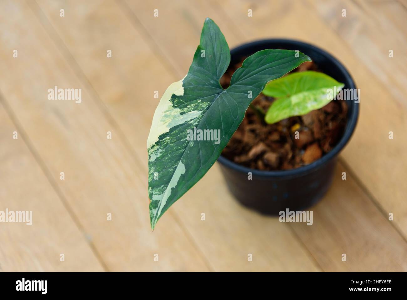 Closeup a Syngonium Aurea variegata nel vaso Foto Stock