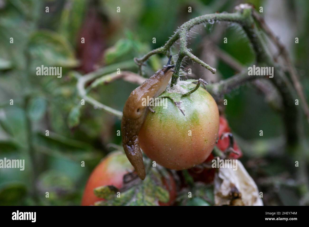 Un primo piano di una pesta di pomodoro in un giardino fresco. Gli insetti distruggono i frutti verdi e maturanti. Inoltre, le brocche trasportano le infezioni fra le piante. Una diminuzione significativa nella perdita di produttività di rendimento. Foto Stock