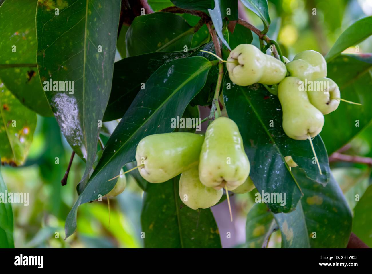 Vista ravvicinata delle mele di rosa verdi fresche mature sull'albero con foglie verdi appese con sfondo sfocato e morbido sotto i sunli Foto Stock