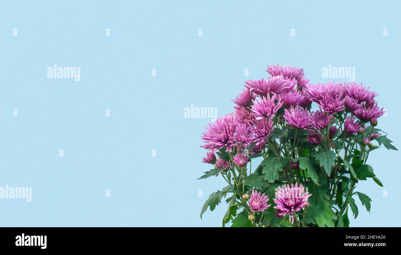 Bel fiore Chrysanthemum con sfondo blu parete per spazio copia Foto Stock