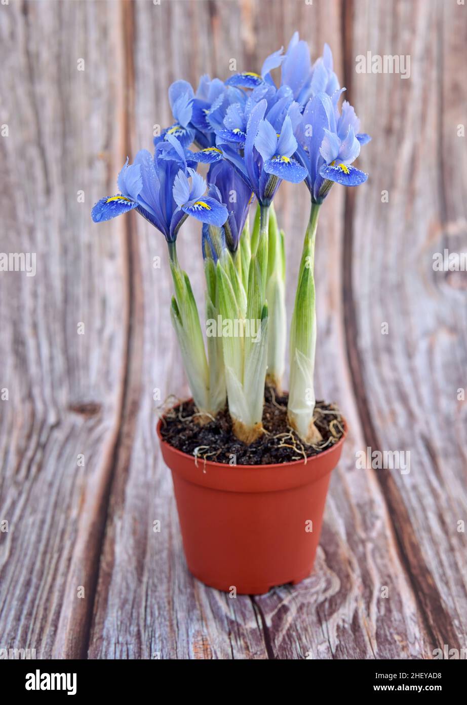 Mini-iris in una pentola su un rustico sfondo di legno. Concetto di  giardinaggio Foto stock - Alamy