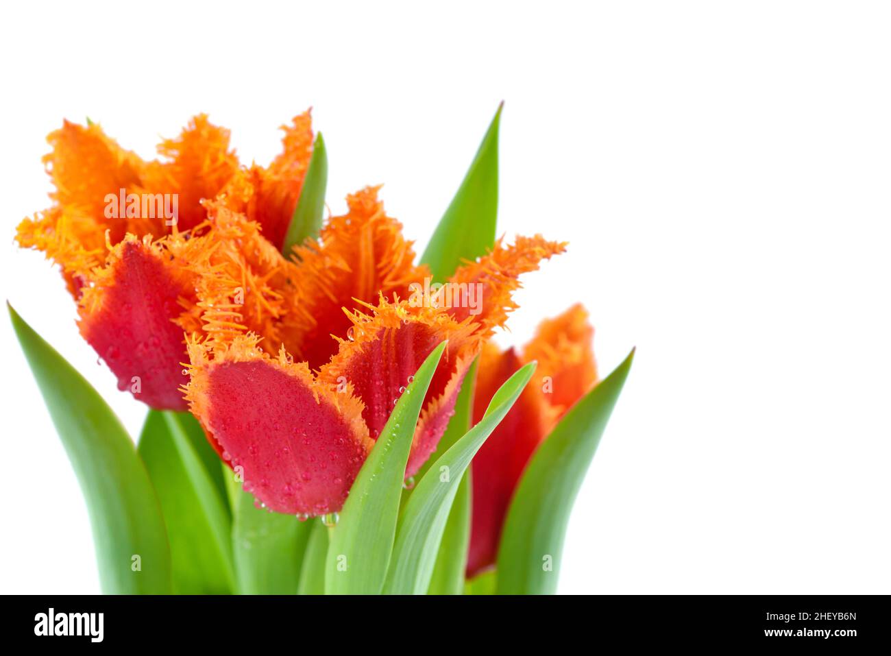 Tulipani rossi-arancioni terrosi su sfondo bianco. Primavera sfondo floreale. Messa a fuoco soft. Carta con fiori. Posiziona per testo Foto Stock