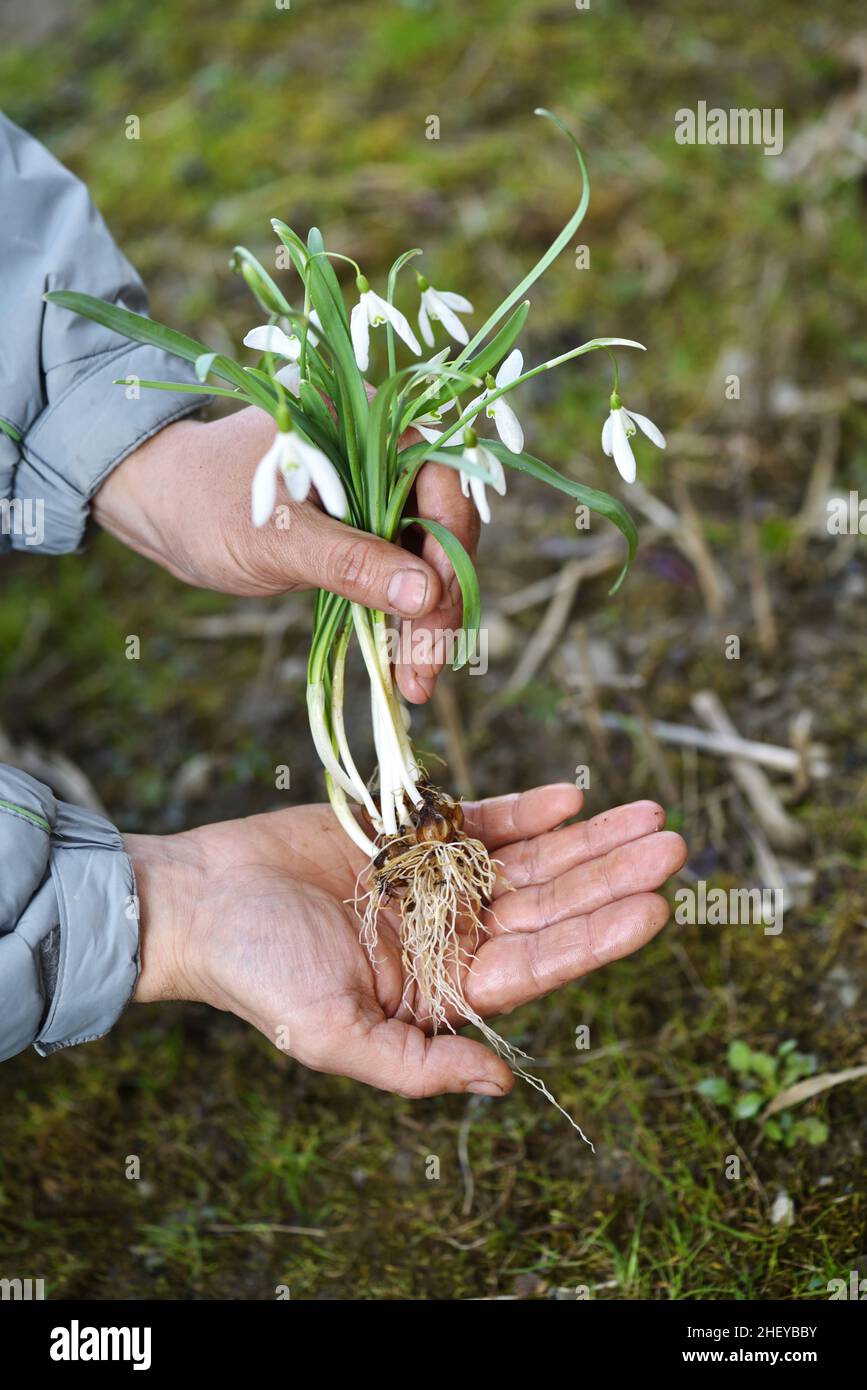 Fiori di gocce di neve (Galanthus) in mani di giardiniere preparati per piantare. Concetto di giardino primaverile Foto Stock