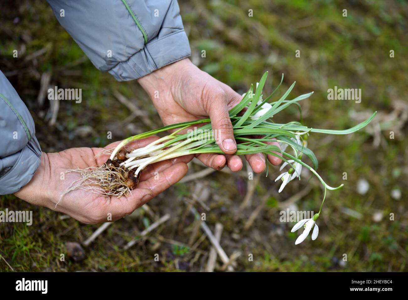 Fiori di gocce di neve (Galanthus) in mani di giardiniere preparati per piantare. Concetto di giardino primaverile Foto Stock