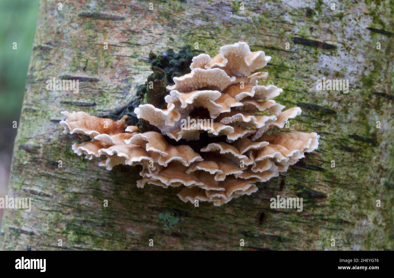 Gill aggraffato, piccoli funghi saprobi, sul tronco di un uccello decadente Foto Stock