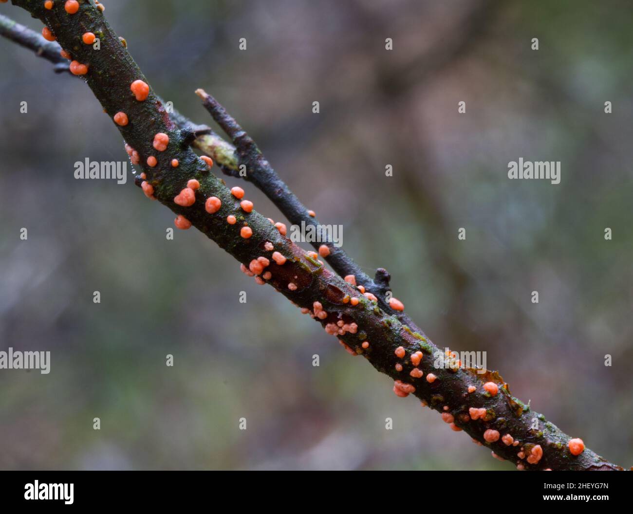 Piccole strutture a forma di bottoni dai colori vivaci e fruttuosi arancioni di Coral spot sul ramo morto di un uccello Foto Stock