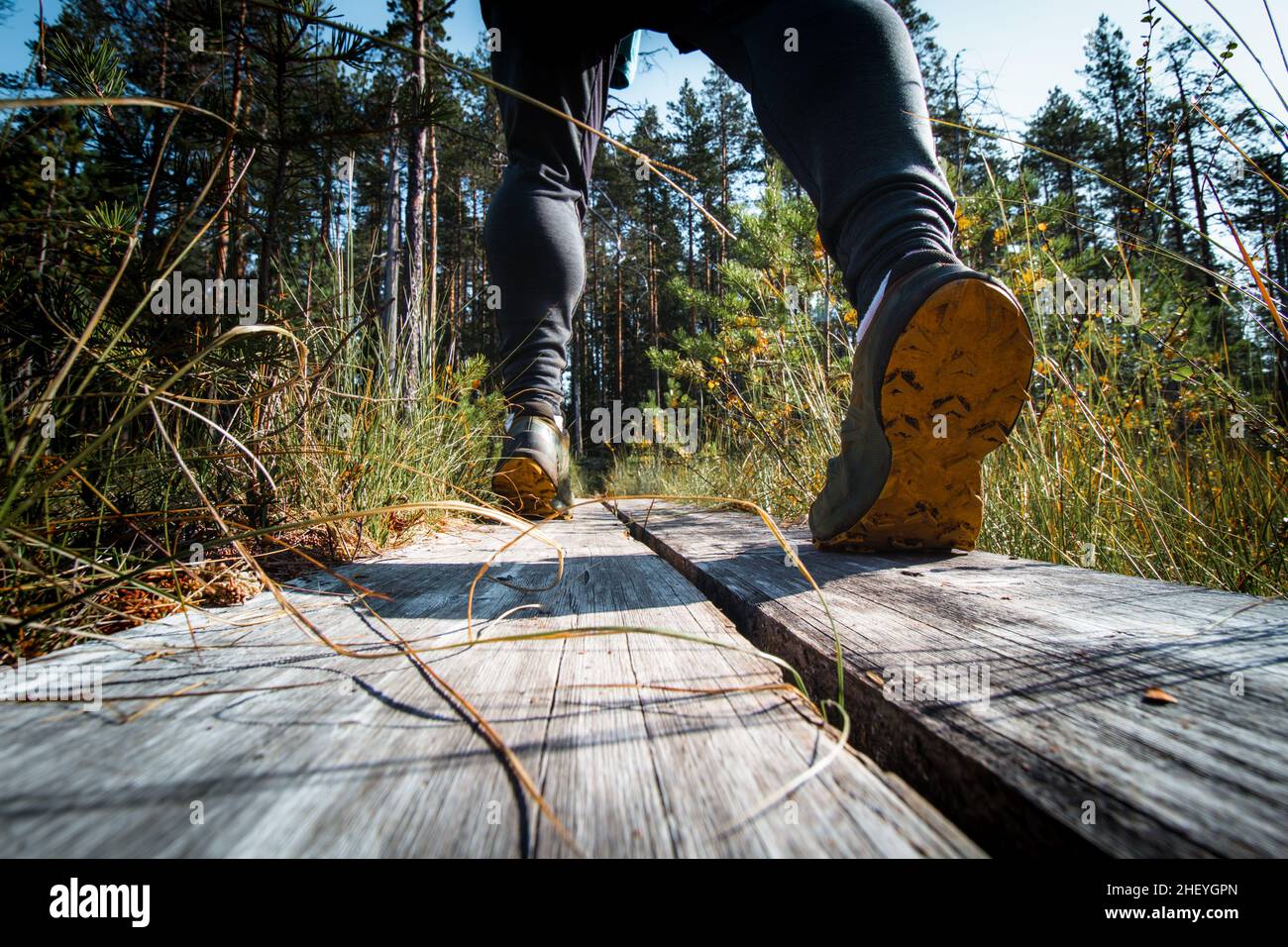 Vista dei vitelli di un uomo adulto che cammina attraverso la foresta su un duckboard nel parco nazionale di Hiidenportti, Sotkamo, regione di kainuu in Finlandia. Attivo l Foto Stock